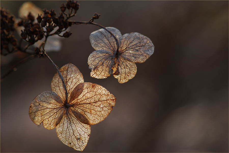 Im Gegenlicht