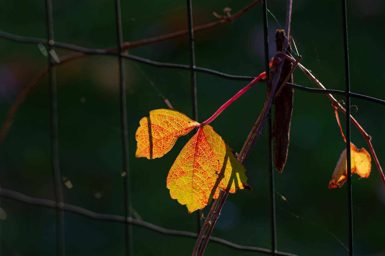 Im Gegenlicht 