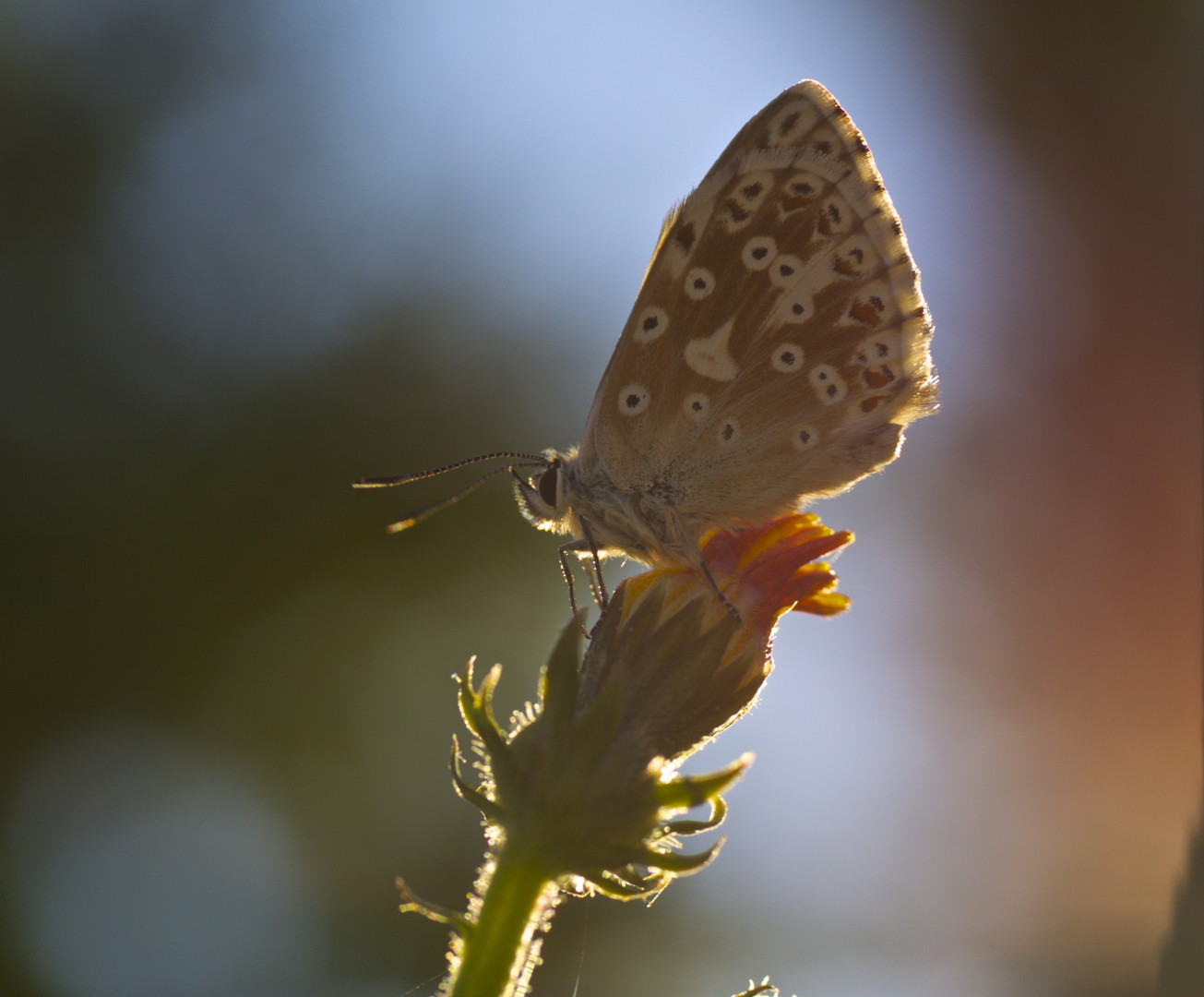 Im Gegenlicht!