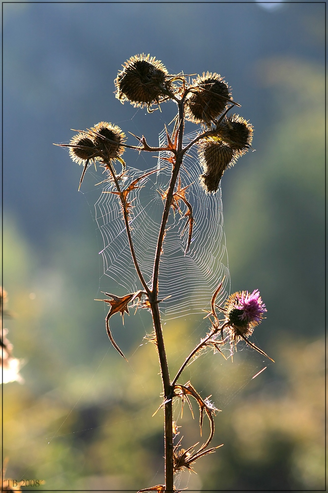 Im Gegenlicht