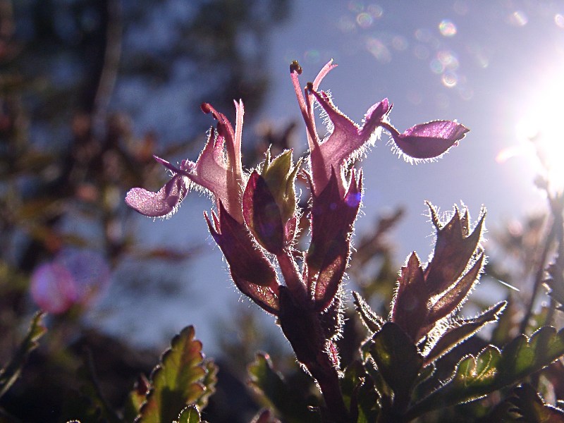 Im Gegenlicht