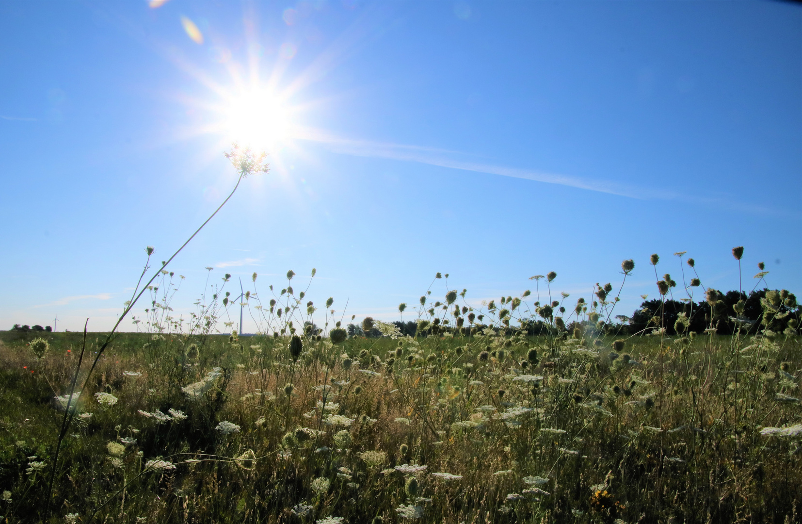 Im Gegenlicht am Wegesrand