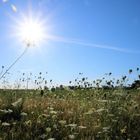 Im Gegenlicht am Wegesrand