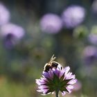 im Gegenlicht auf der Witwenblume