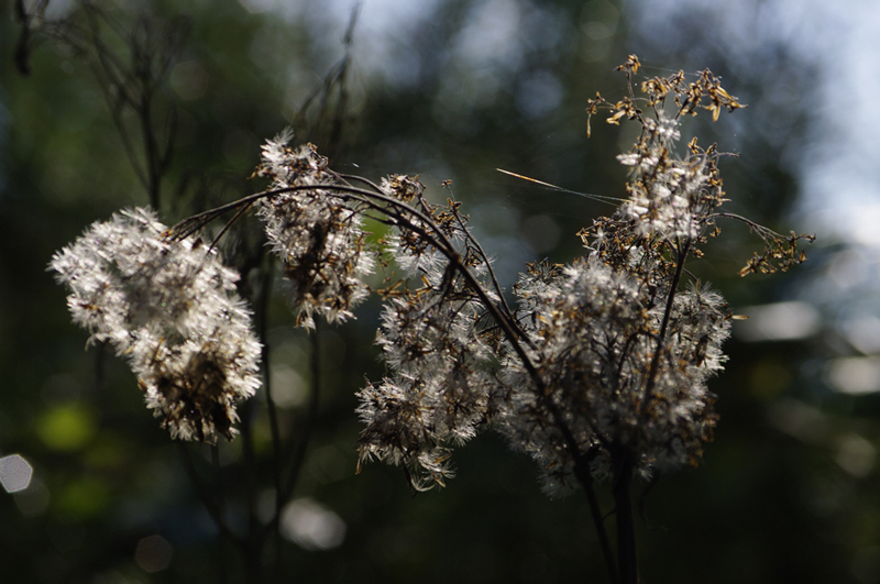 Im Gegenlicht