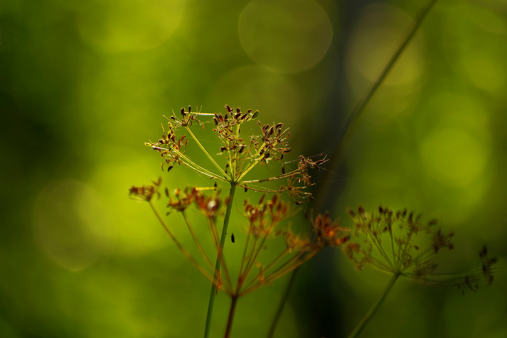 im Gegenlicht