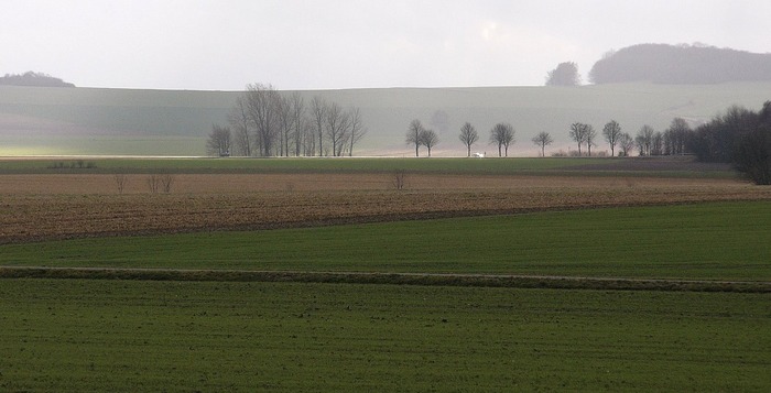 im Gegenlicht bei Eldagsen am Deister