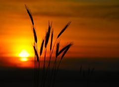  im Gegenlicht
