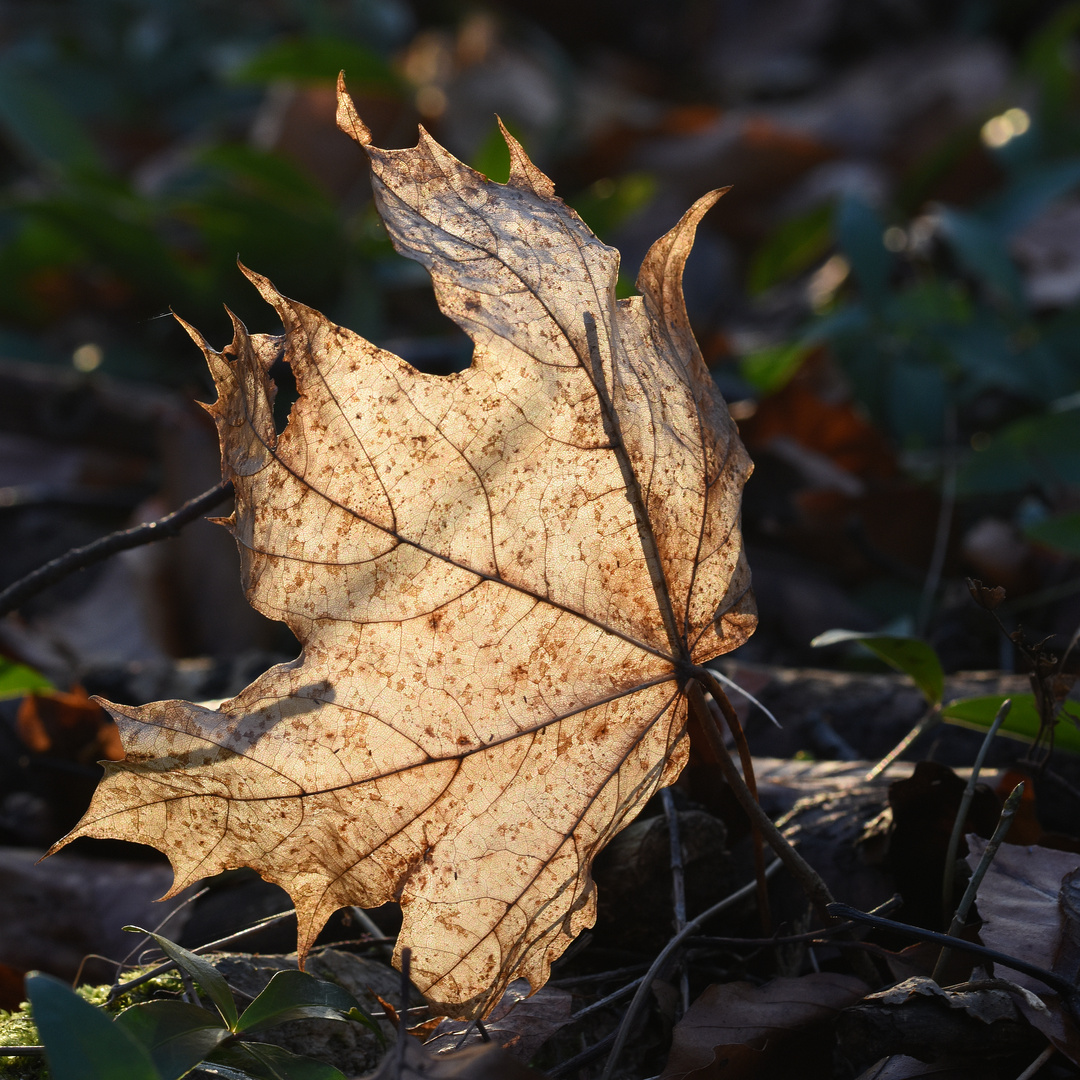 Im Gegenlicht