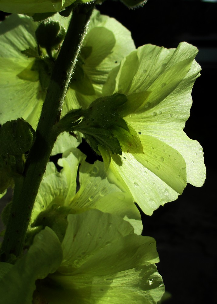 Im Gegenlicht der Abendsonne 2