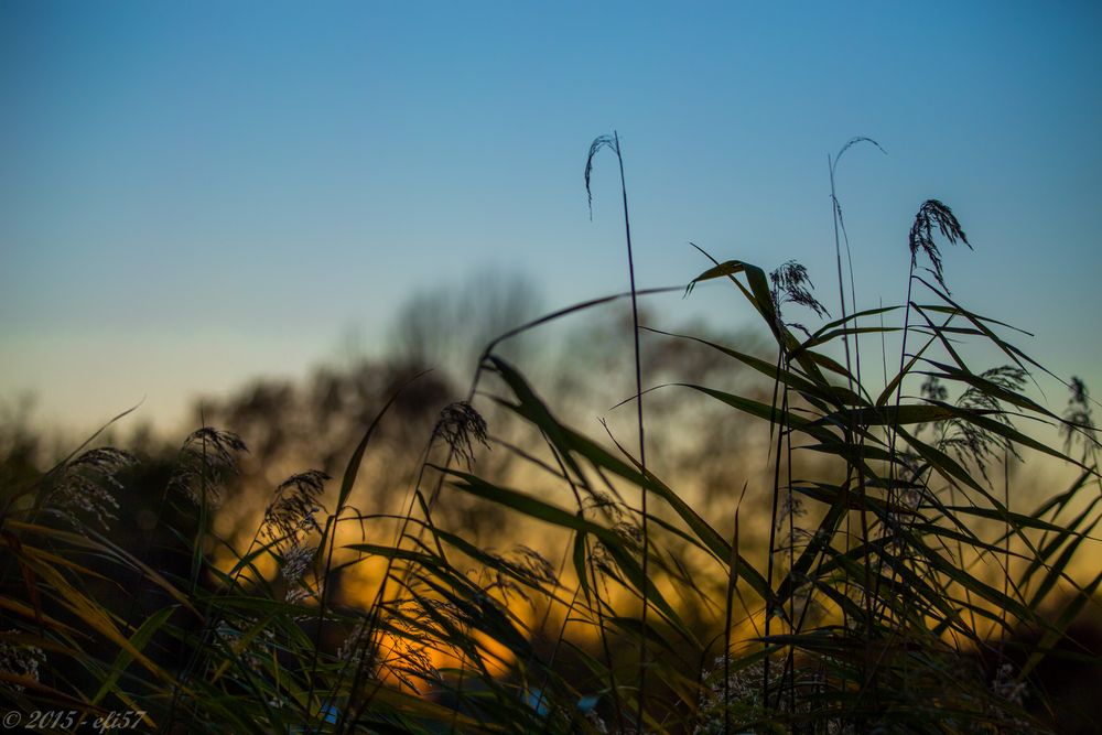 Im Gegenlicht der Abendsonne