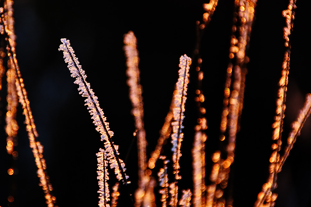 im Gegenlicht der untergehenden Sonne