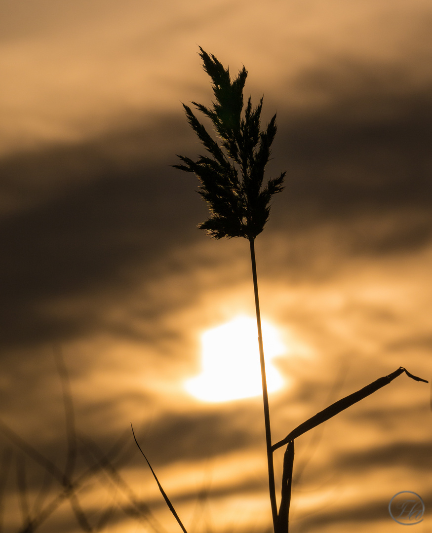 Im Gegenlicht des Sonnenuntergangs in Otterndorf