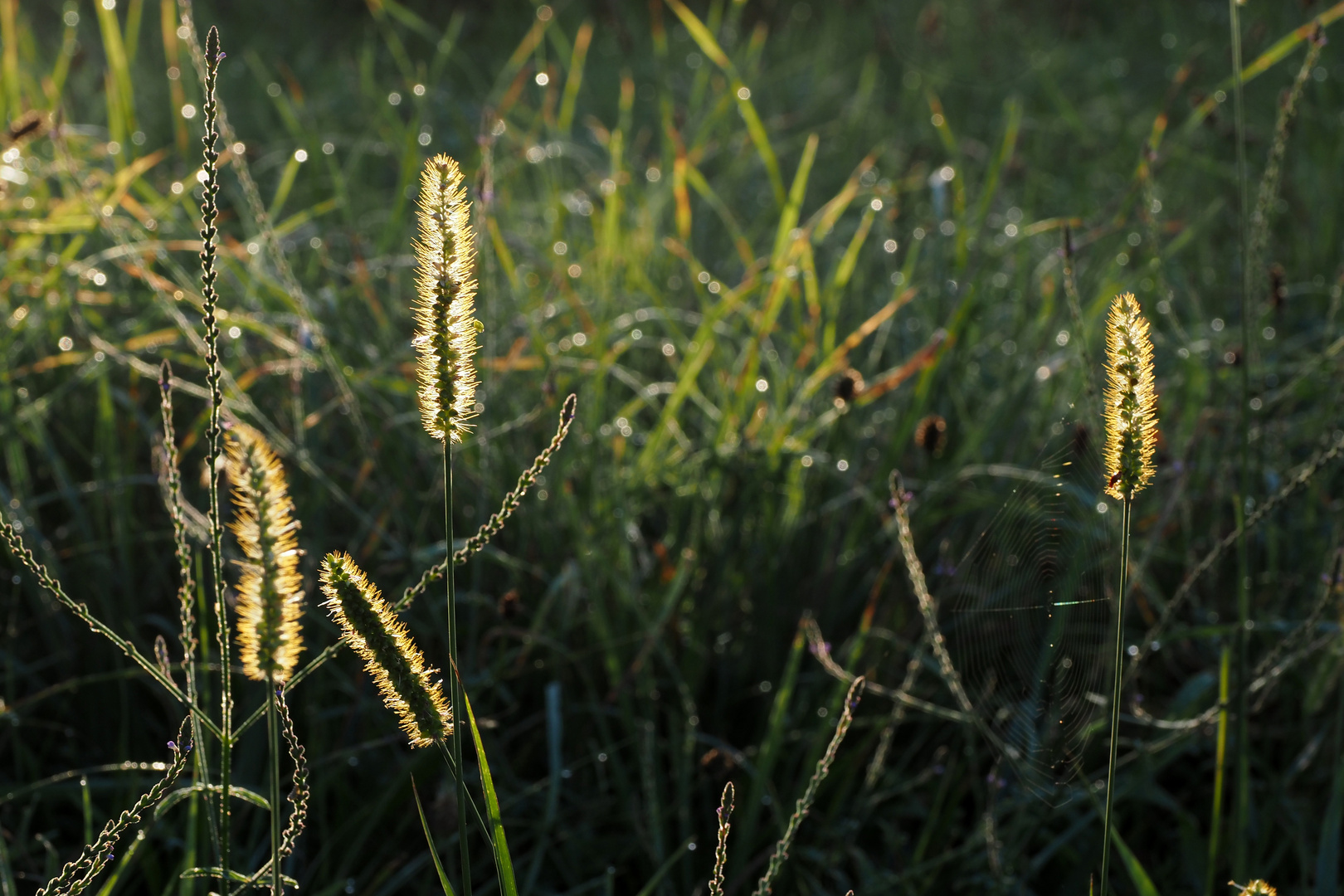 im gegenlicht