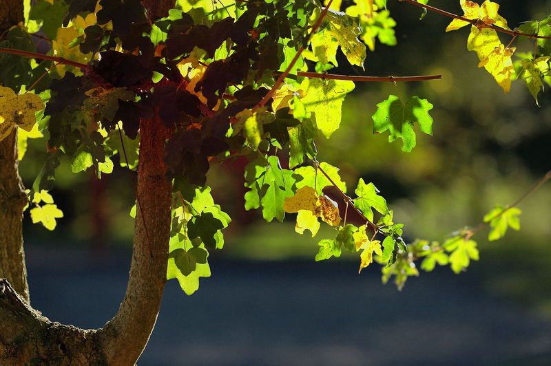 Im Gegenlicht ( Herbst 2006 )