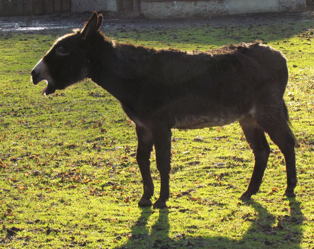 Im Gegenlicht im Tierpark Salzwedel