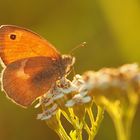 Im Gegenlicht - Kleines Wiesenvögelchen