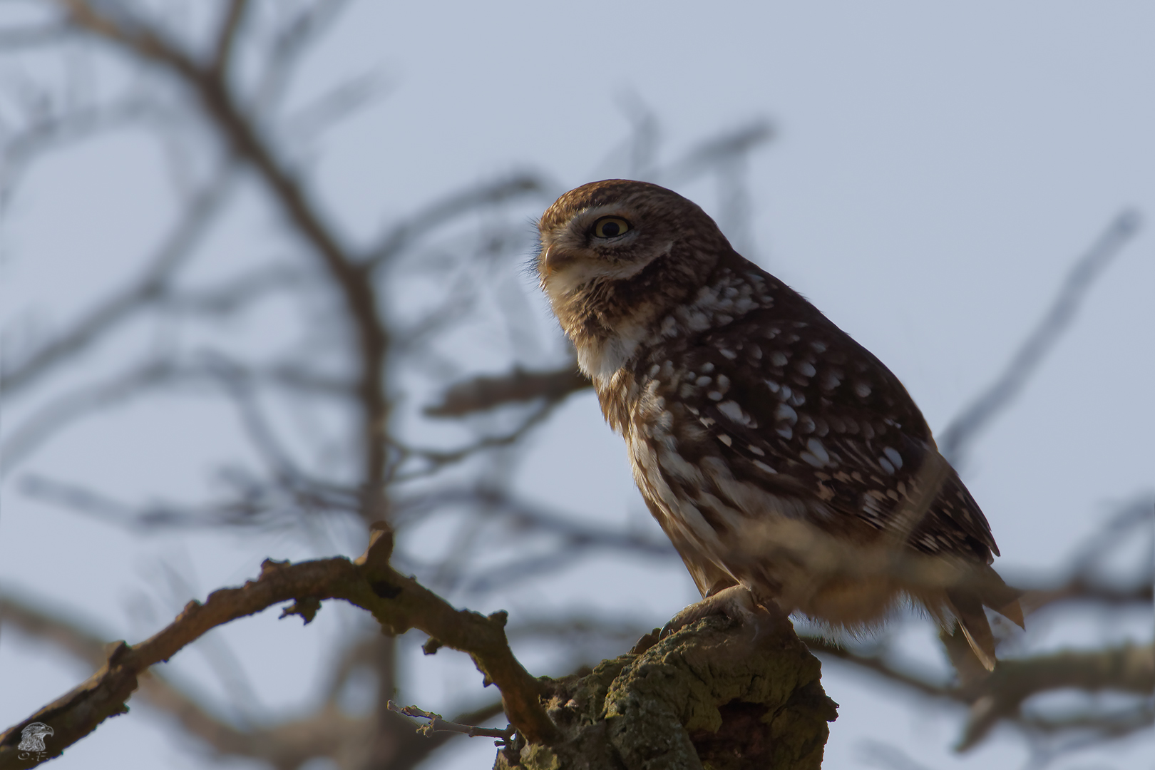 Im Gegenlicht .... [Steinkauz (Athene noctua)]