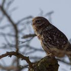 Im Gegenlicht .... [Steinkauz (Athene noctua)]