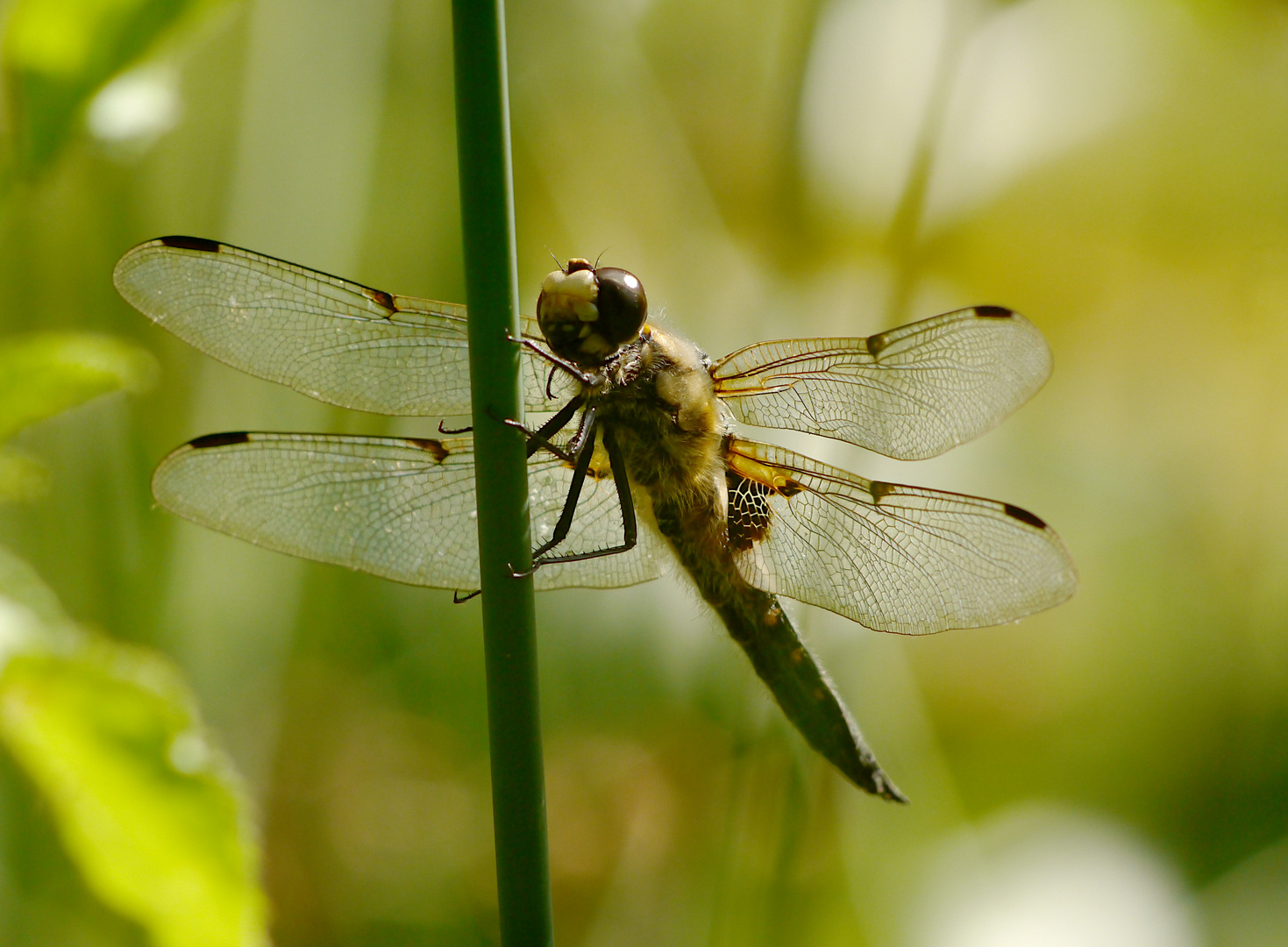 Im Gegenlicht - Vierfleck Libelle