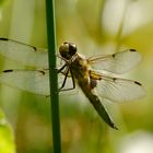 Im Gegenlicht - Vierfleck Libelle