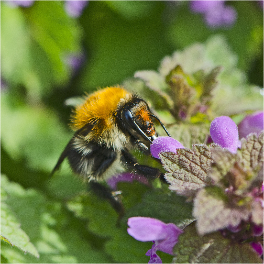 Im Gegensatz zu den Bienen fliegen Hummeln auch . . .