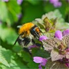 Im Gegensatz zu den Bienen fliegen Hummeln auch . . .