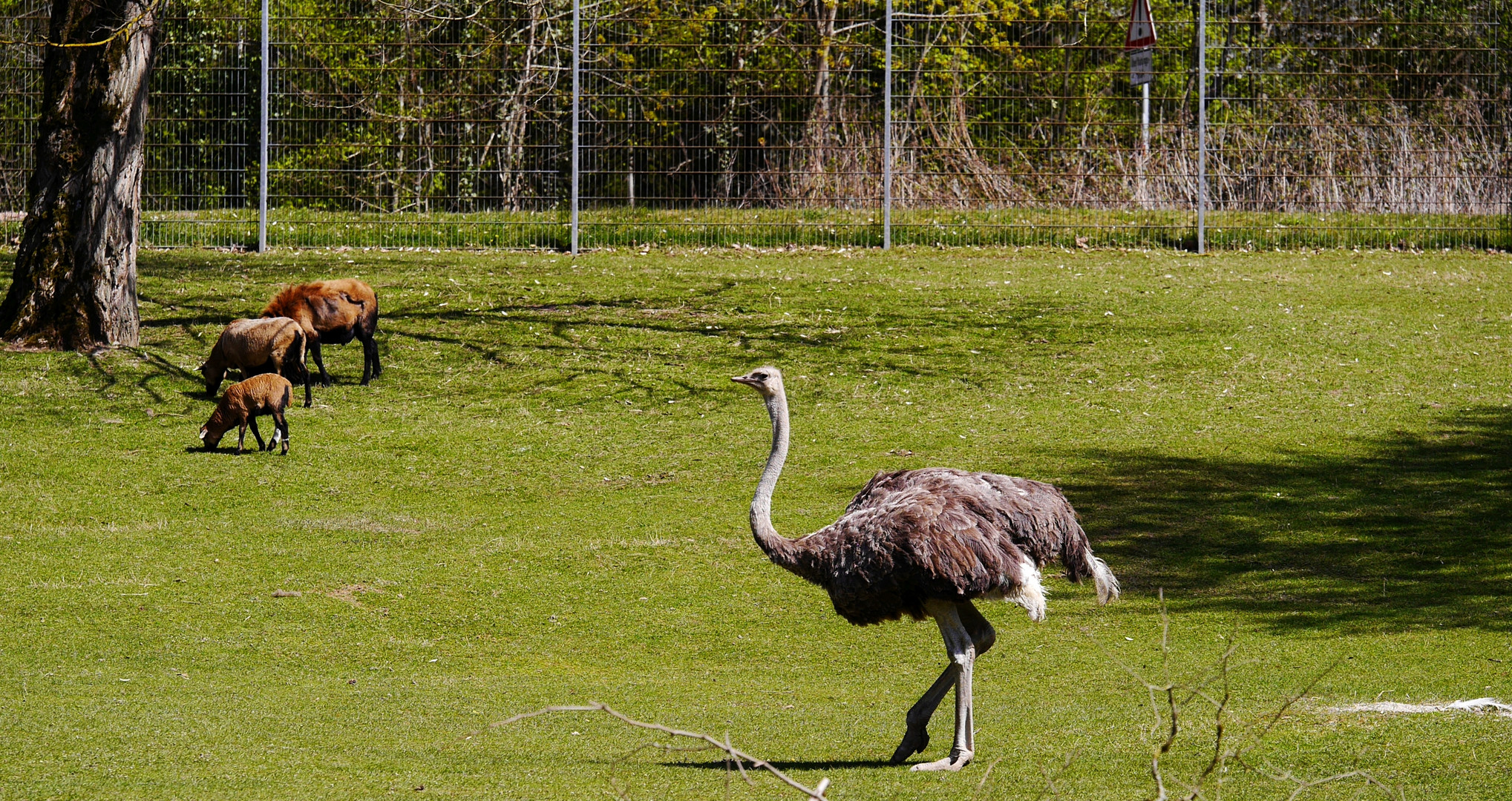 im Gehege Foto & Bild spezial, natur, zoo Bilder auf