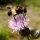 Im Geheimen auf der Lauer eine Spinne...