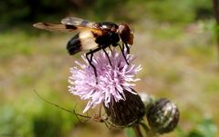 Im Geheimen auf der Lauer eine Spinne...