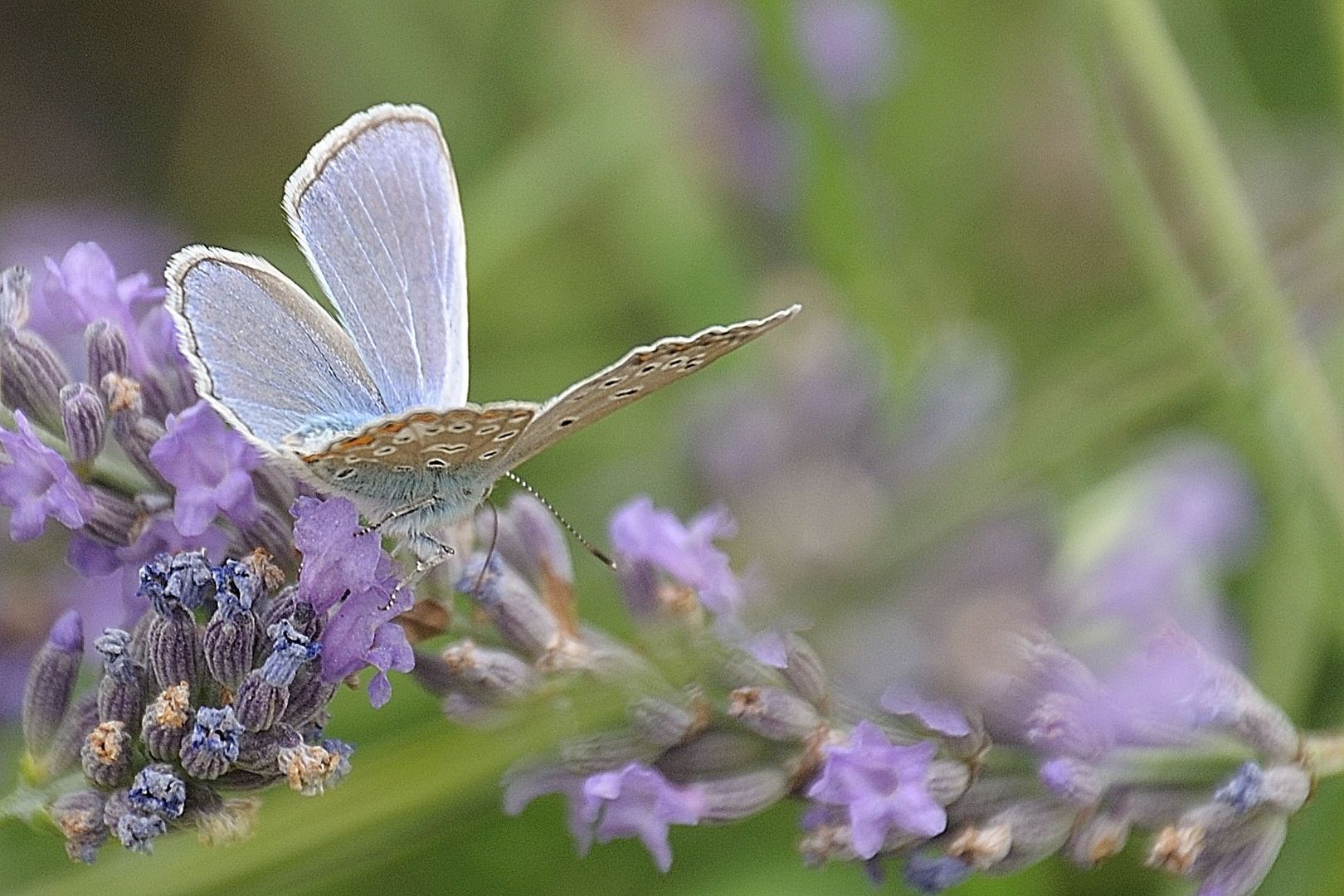 Im geheimen Garten