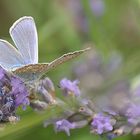 Im geheimen Garten