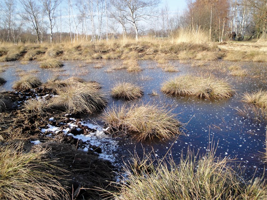 Im Gehlenbecker Moor