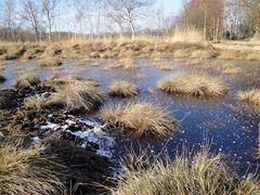 Im Gehlenbecker Moor