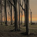 Im Geisterwald von Nienhagen