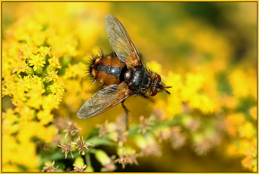 Im Gelb vom Solidago*