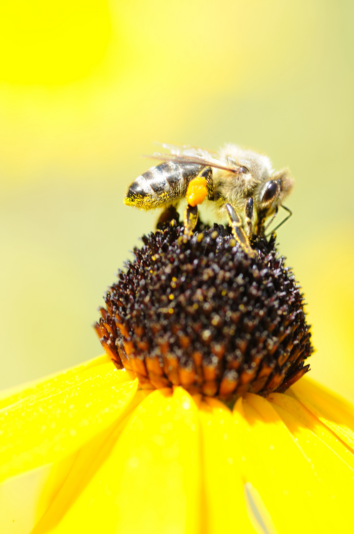 Im gelben Bienenhimmel