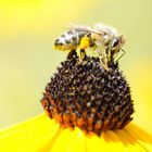 Im gelben Bienenhimmel