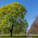 im Georgengarten V - Hannover