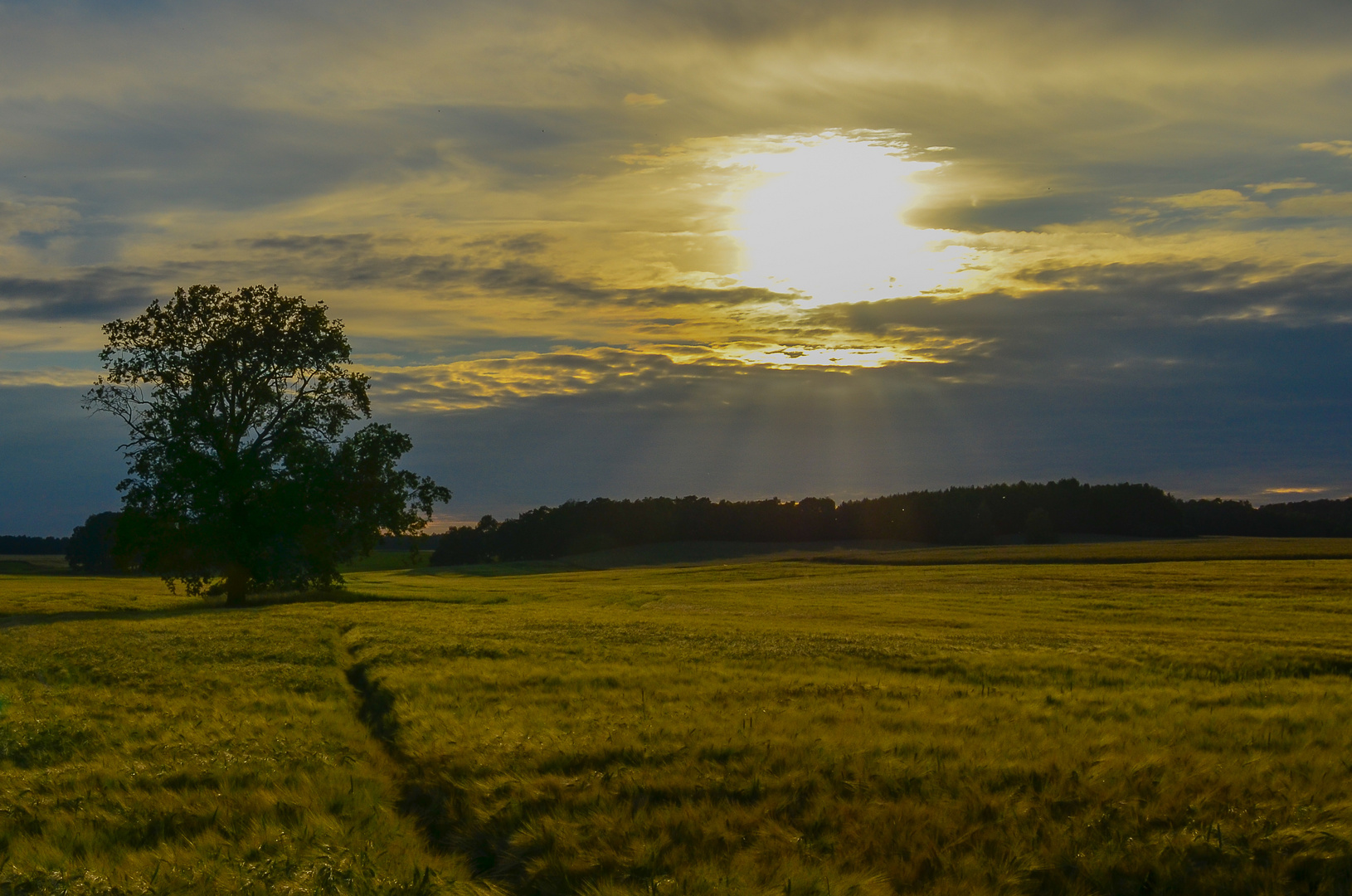 Im Gerstenfeld