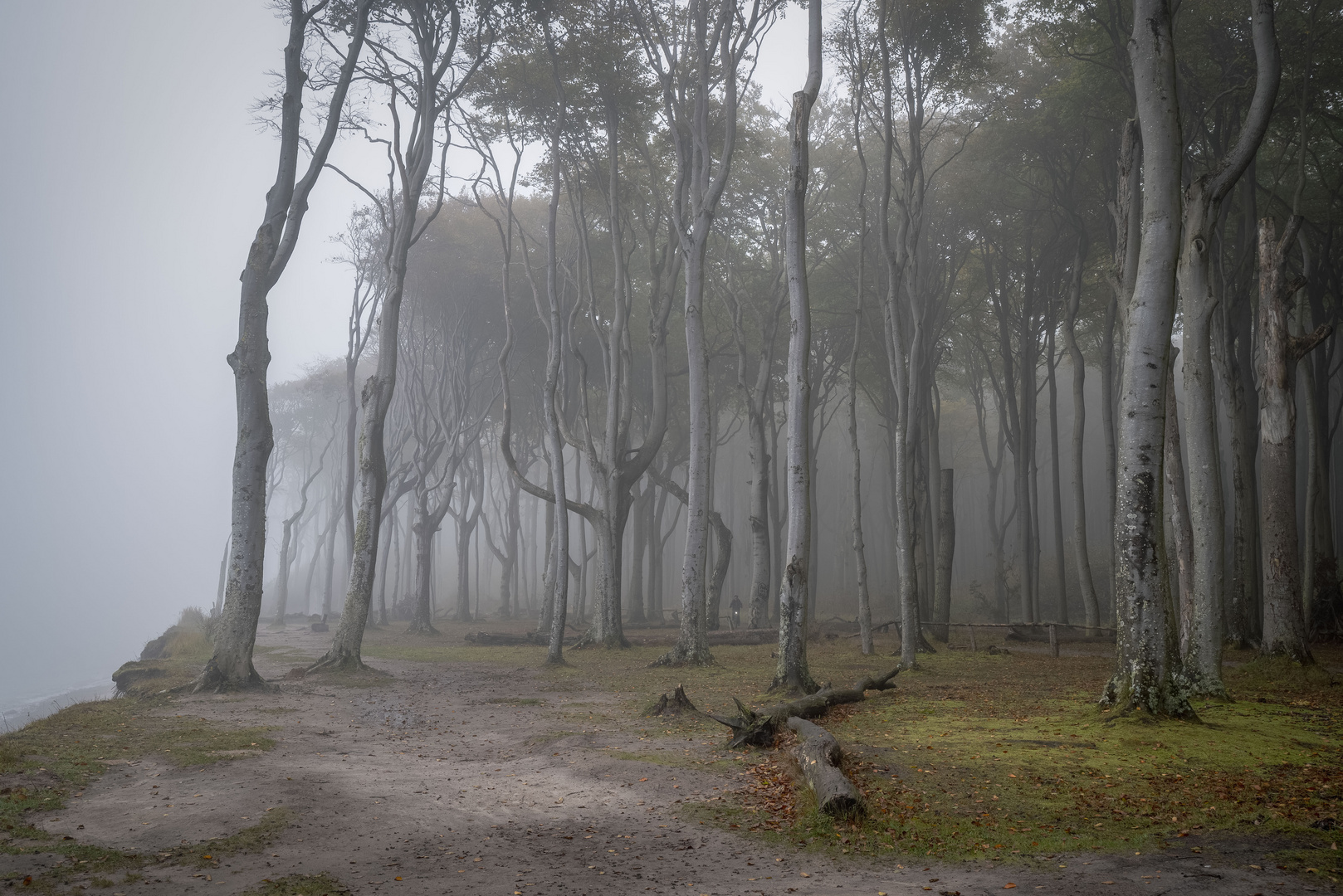 Im Gespensterwald 