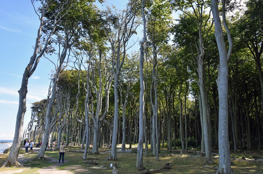 Im Gespensterwald von Nienhagen