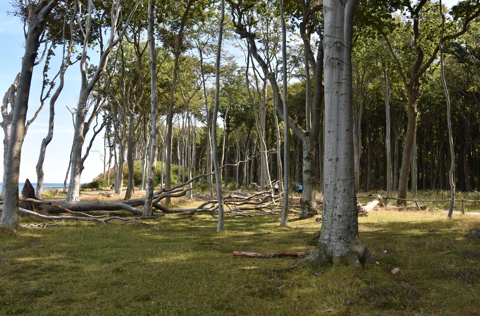 Im Gespensterwald von Nienhagen