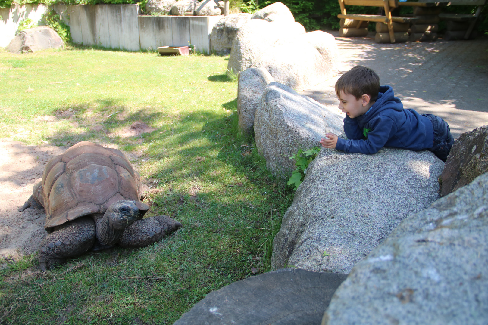 Im Gespräch mit der Landschildkröte