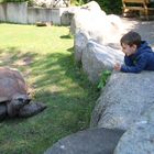 Im Gespräch mit der Landschildkröte