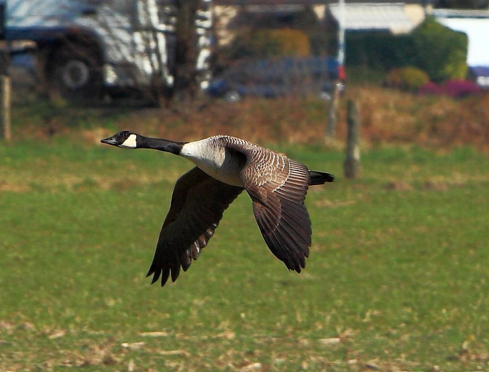 im gestreckten Flug