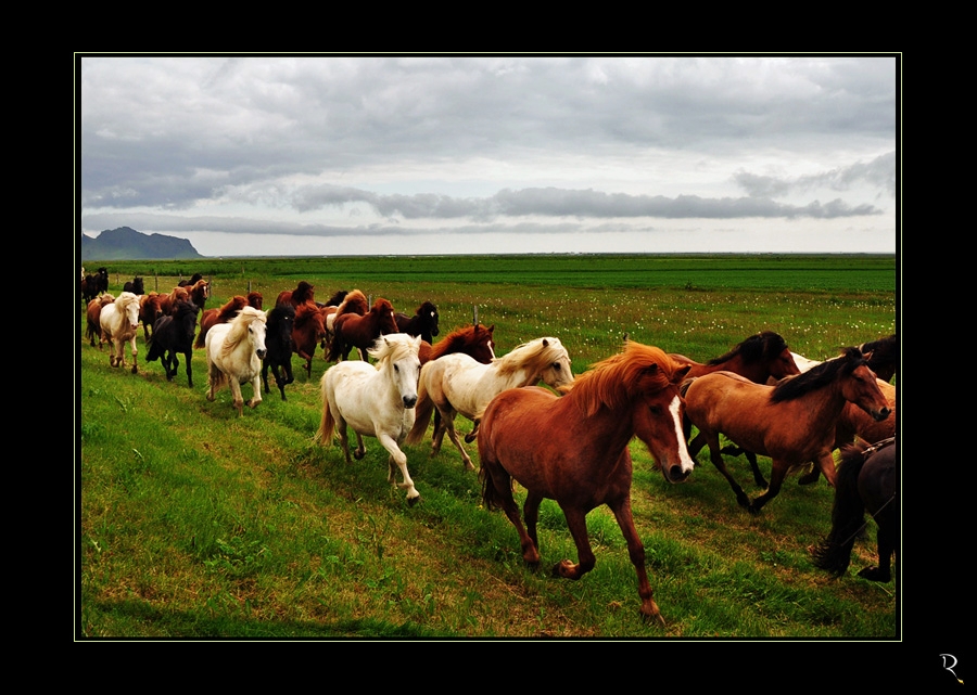 im gestreckten Gallopp!