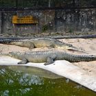 Im Gharial Conservation Breeding Center im Chitwan Nationalpark