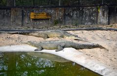 Im Gharial Conservation Breeding Center im Chitwan Nationalpark