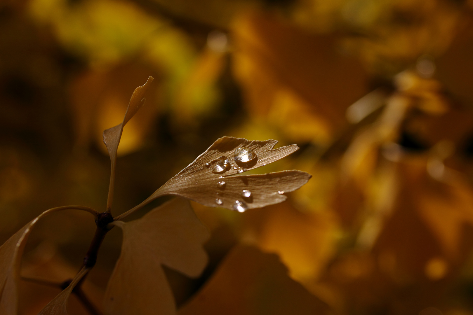 Im Ginkgo-Baum